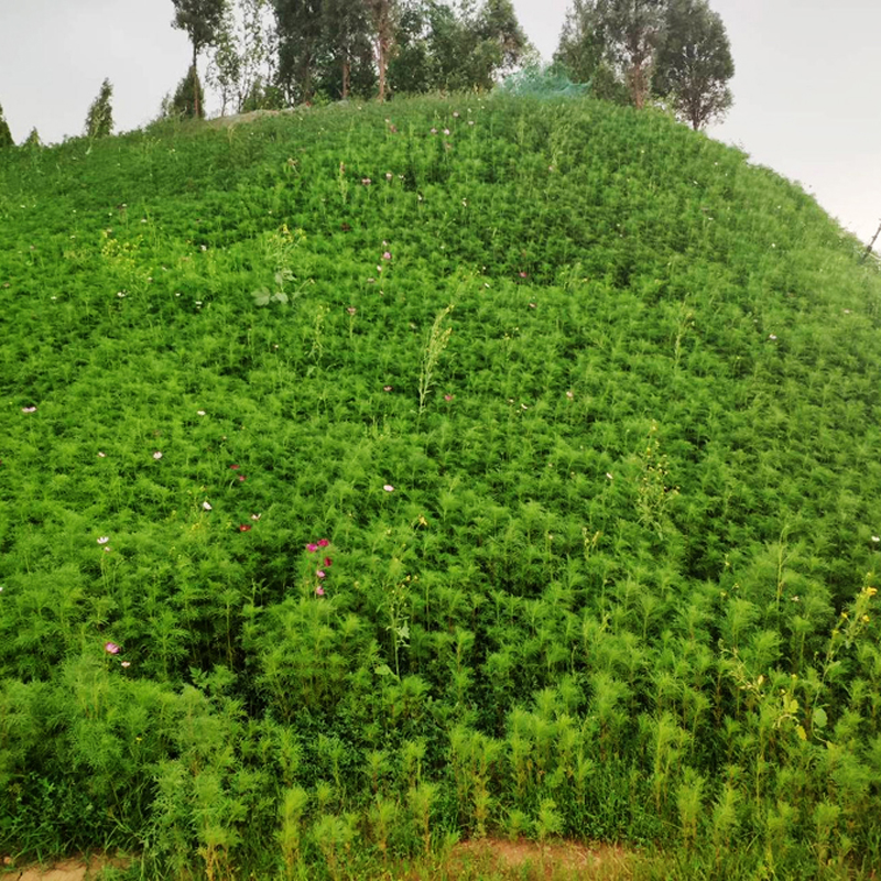 客土喷播植草